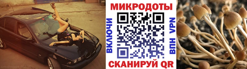 Псилоцибиновые грибы Psilocybine cubensis  Красково 